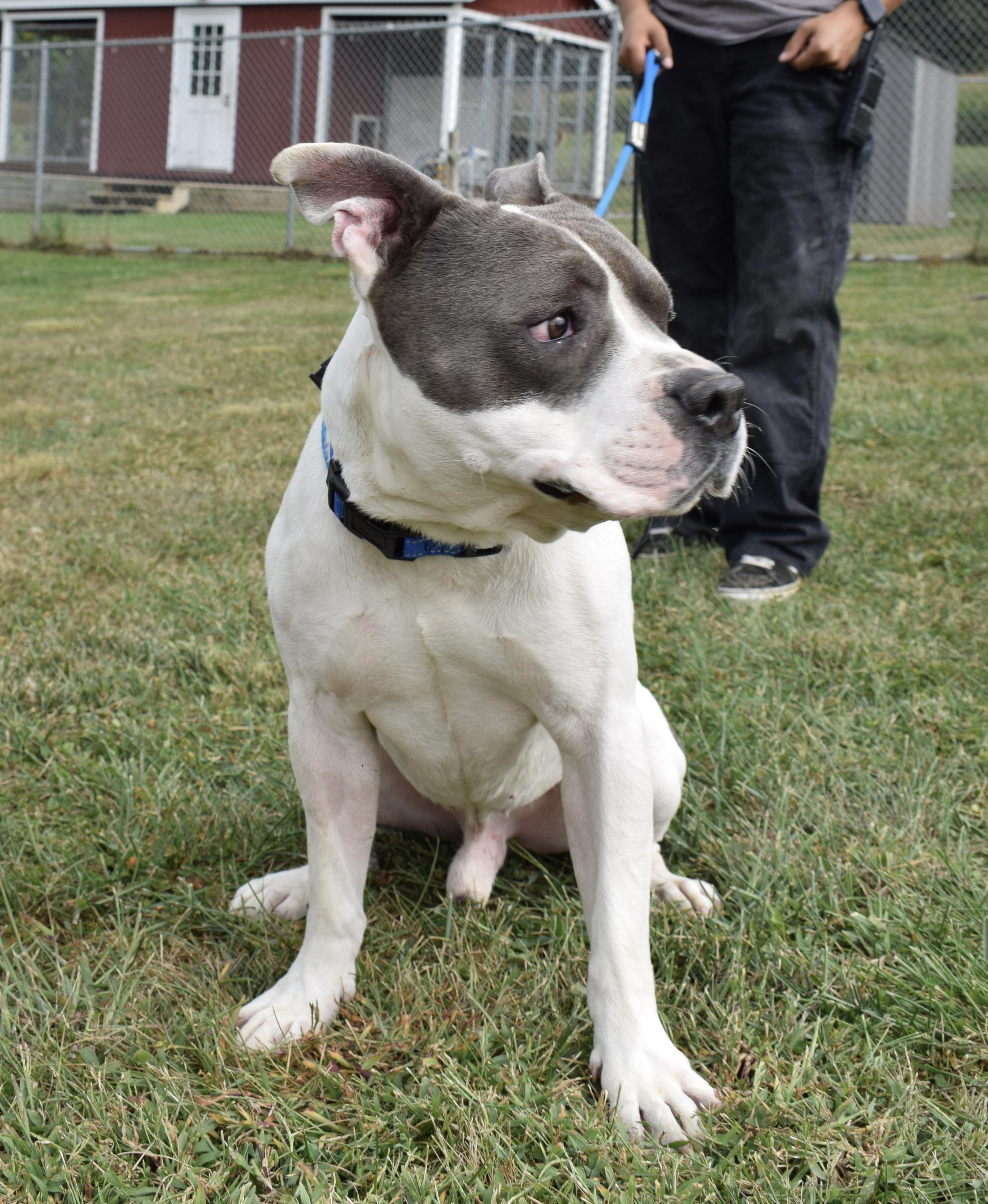 Ralph, a Adopted Pit Bull Terrier in Parkton, MD image 5/6