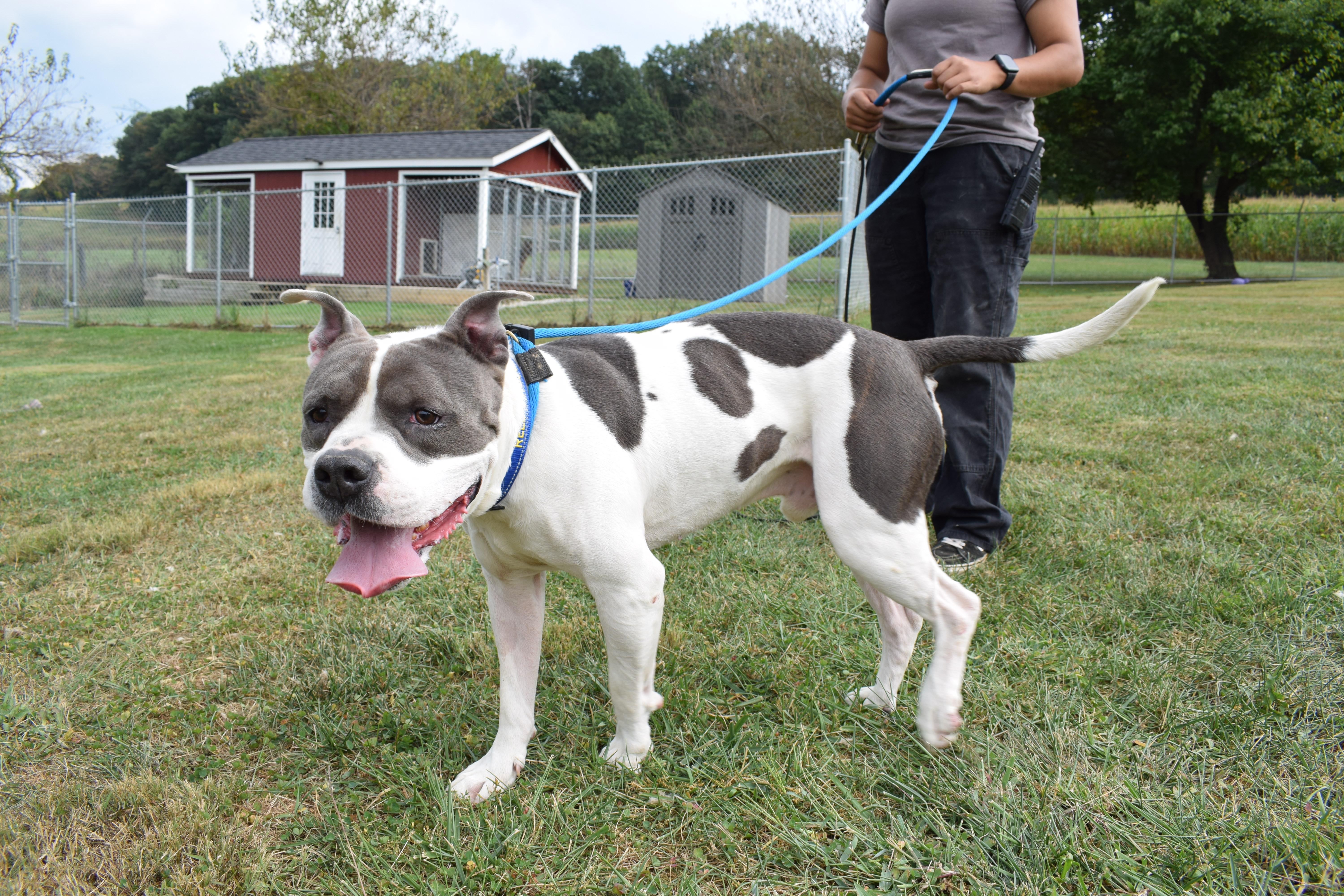 Ralph, a Adopted Pit Bull Terrier in Parkton, MD image 4/6