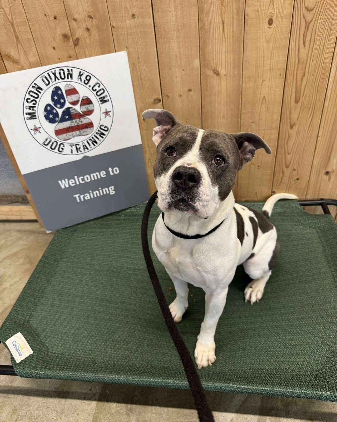 Ralph, a Adopted Pit Bull Terrier in Parkton, MD image 3/6