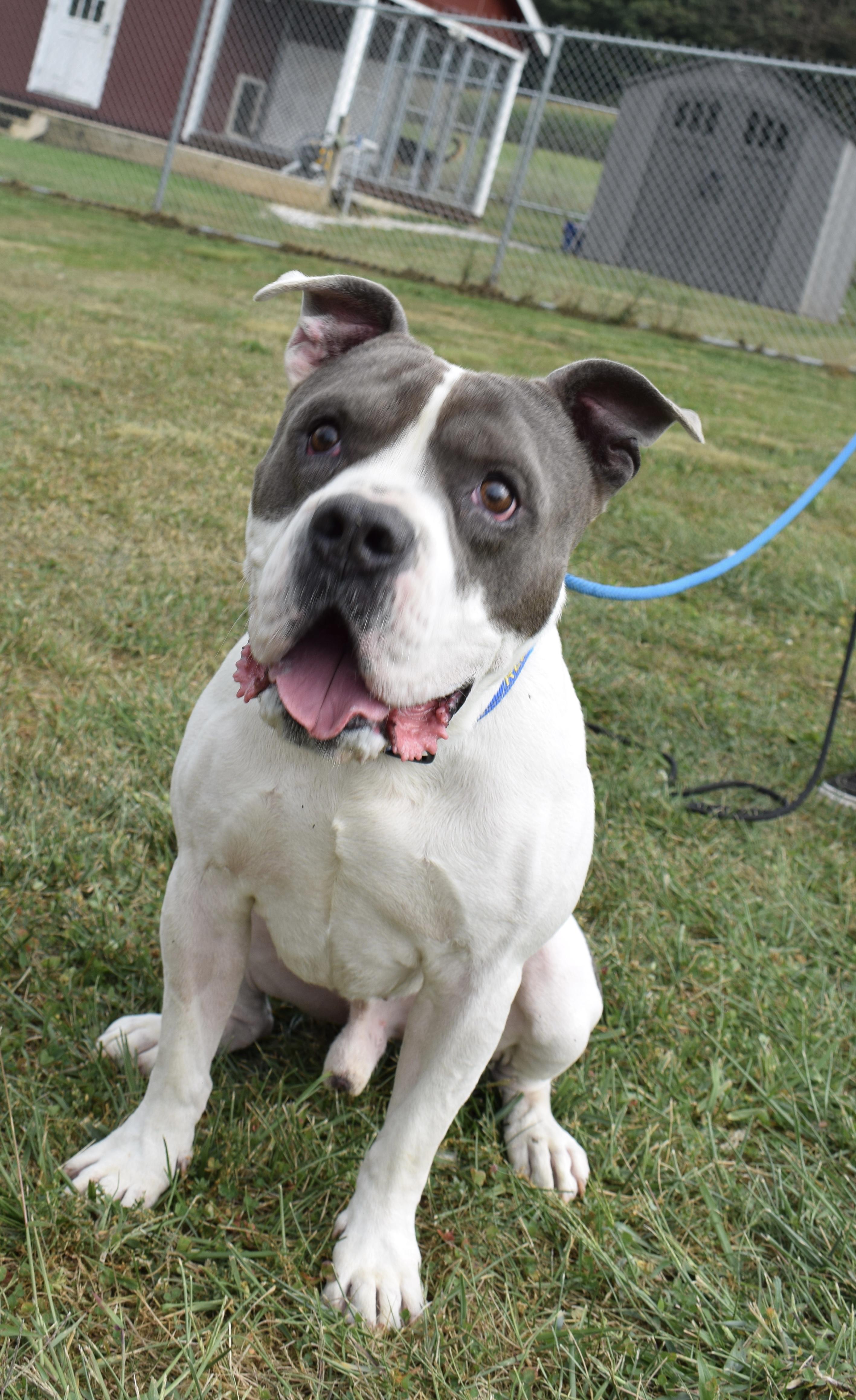 Ralph, Adopted, Senior Male Pit Bull Terrier.