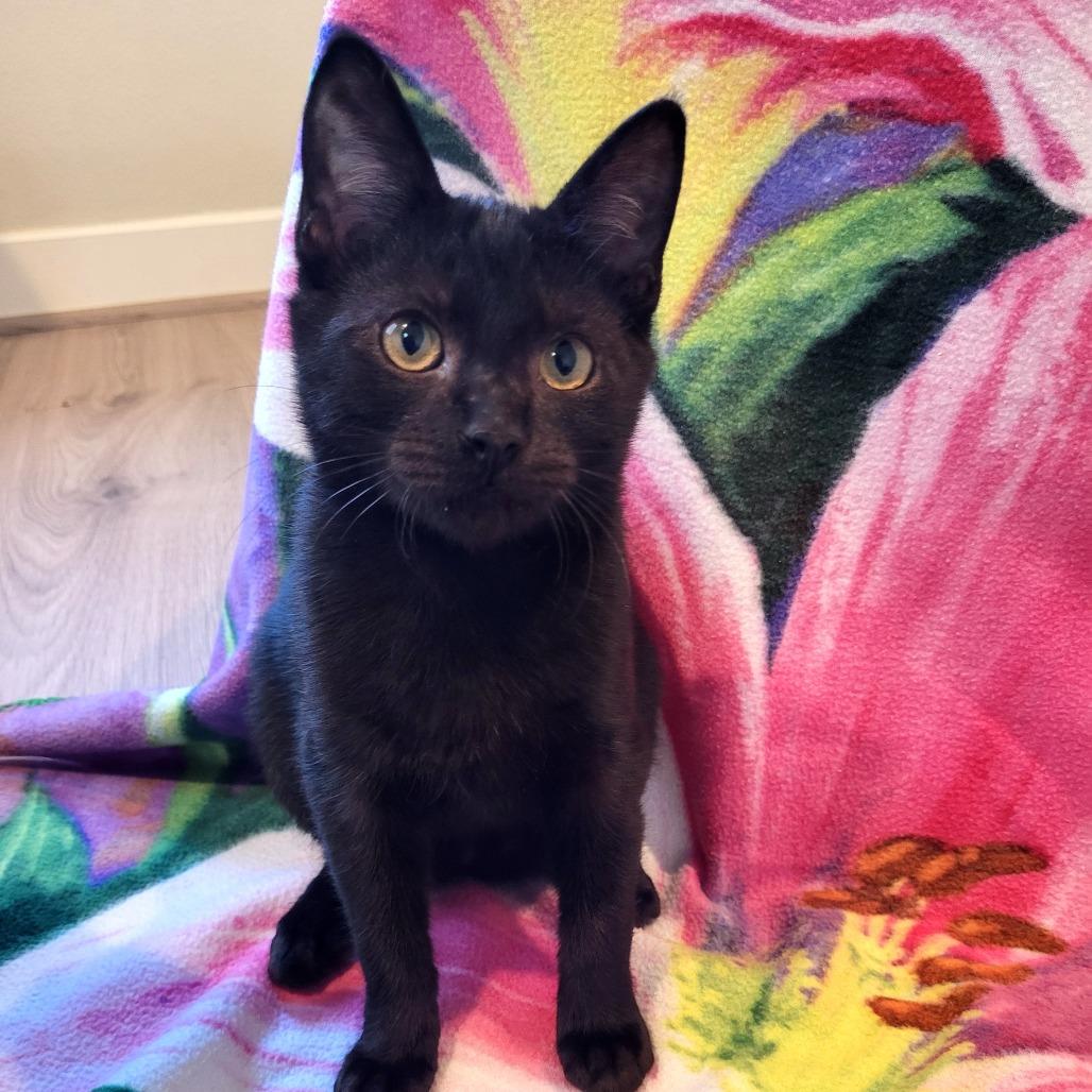 Donnie, Adoptable, Kitten Male Domestic Short Hair.