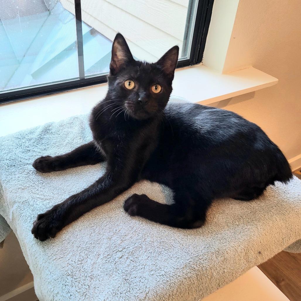 Enlarge Donnie, a Adoptable Domestic Short Hair in Houston, TX image 2/5