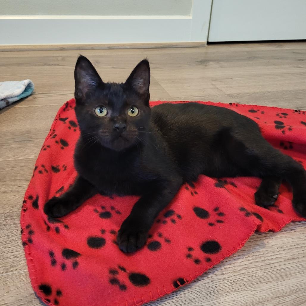 Enlarge Donnie, a Adoptable Domestic Short Hair in Houston, TX image 3/5