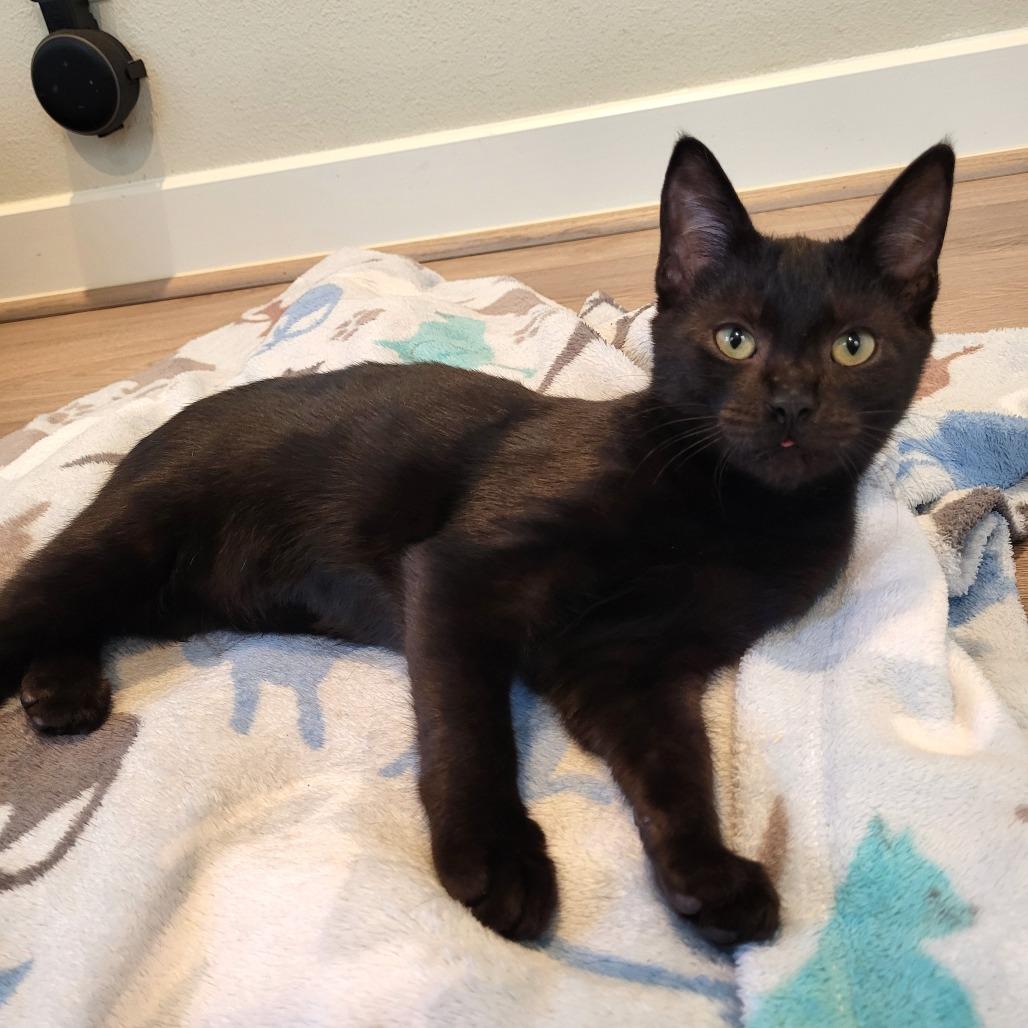 Enlarge Donnie, a Adoptable Domestic Short Hair in Houston, TX image 4/5