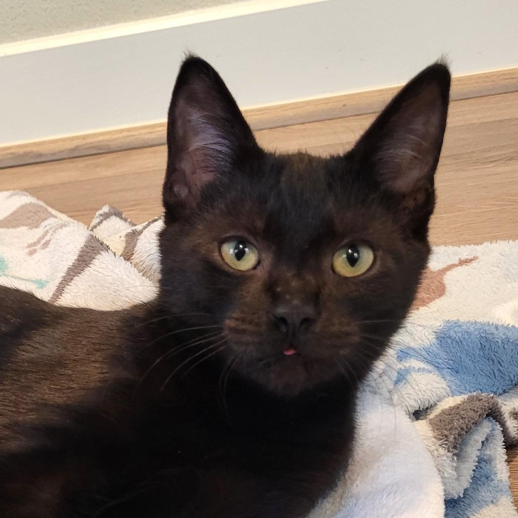 Enlarge Donnie, a Adoptable Domestic Short Hair in Houston, TX image 5/5