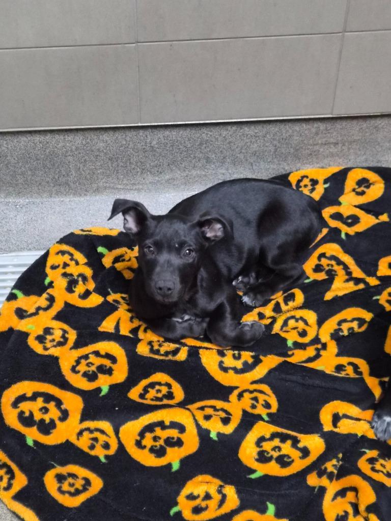 Enlarge Pixie Tinseltoes, a Adoptable mixed breed in Rome, GA image 1/1