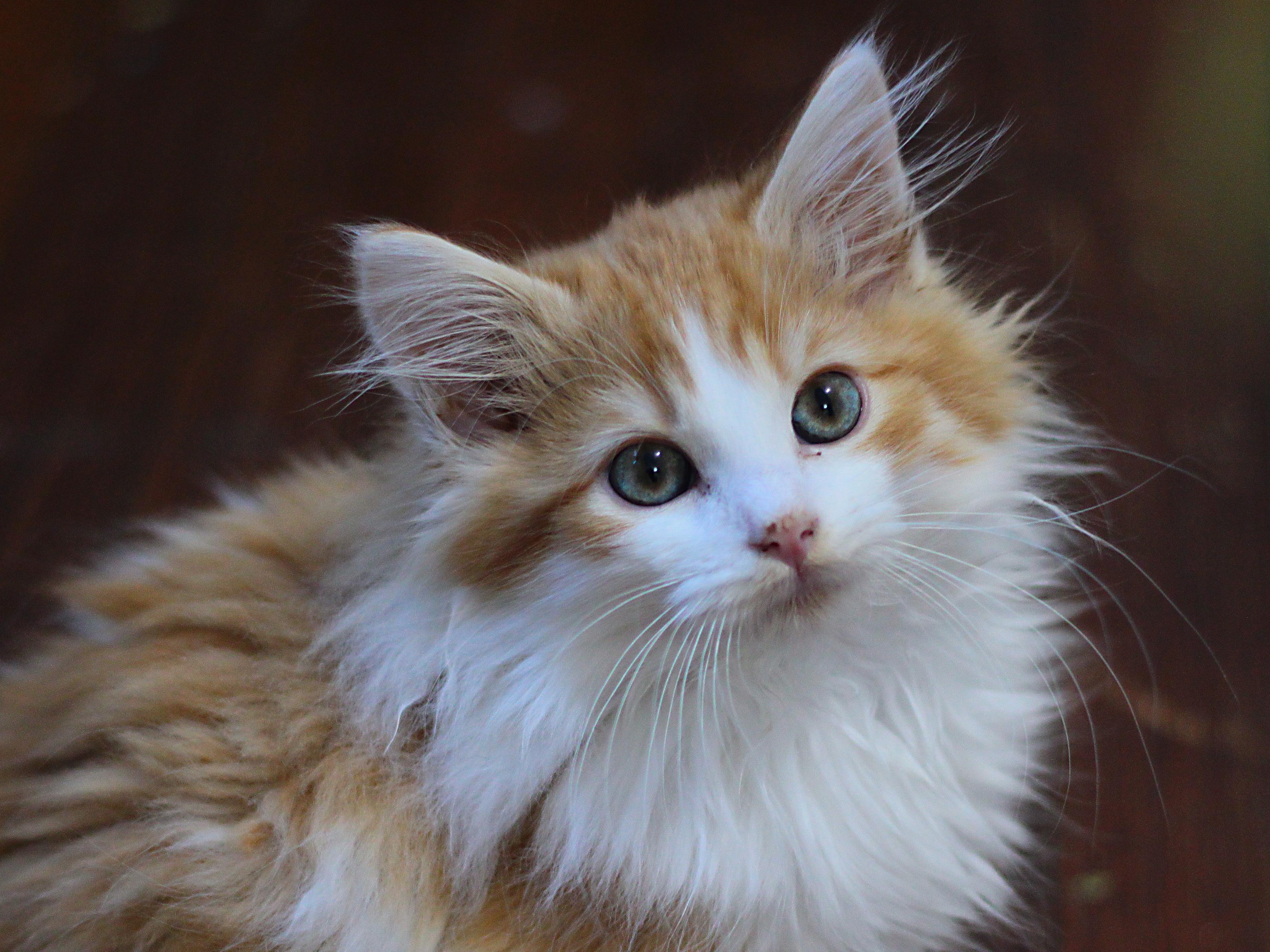 Enlarge  Keith , a ADOPTABLE Domestic Long Hair in Greensburg, PA image 1/1