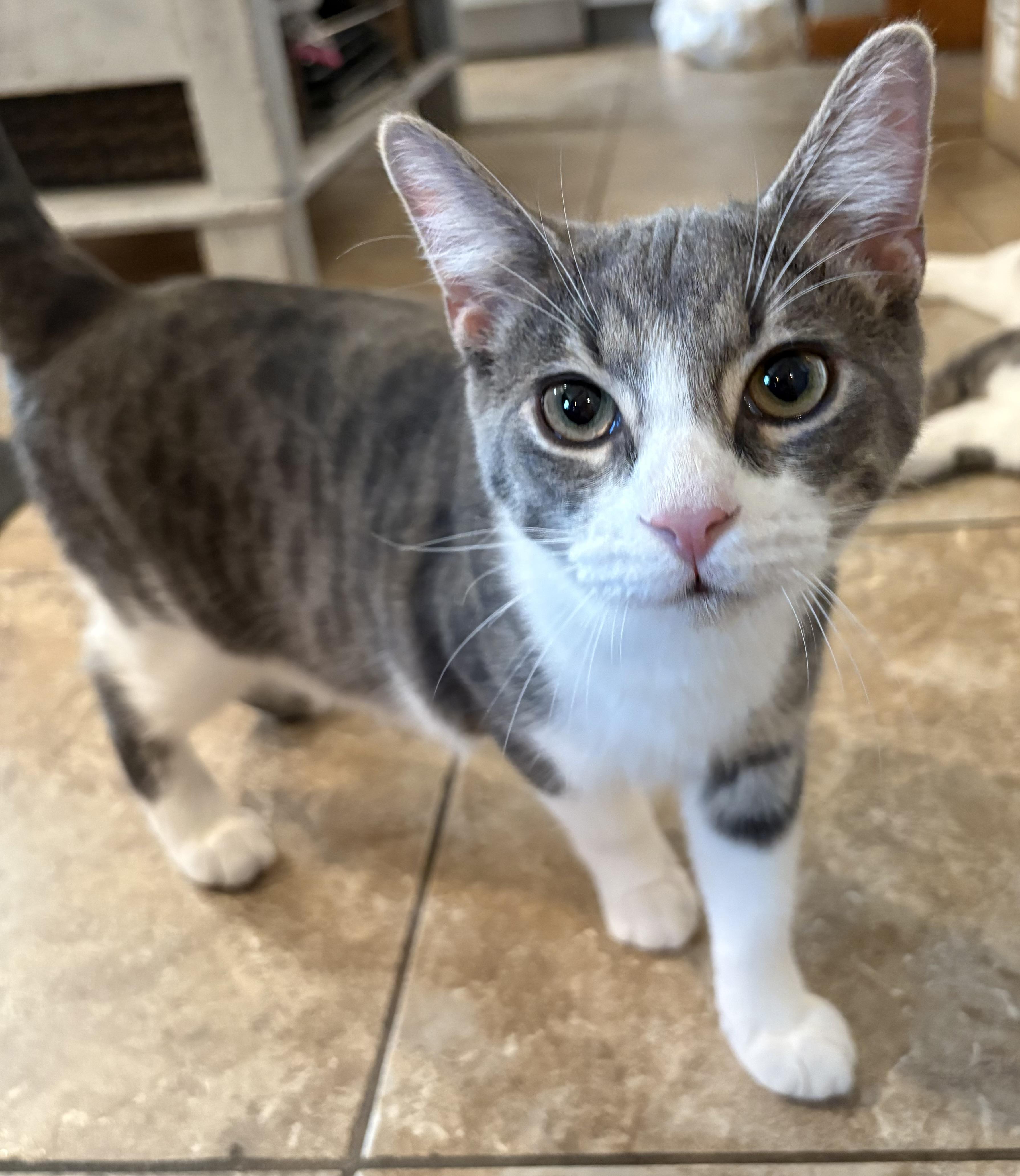 Enlarge Lil Gandalf, a Adoptable Domestic Short Hair in Austintown, OH image 1/3