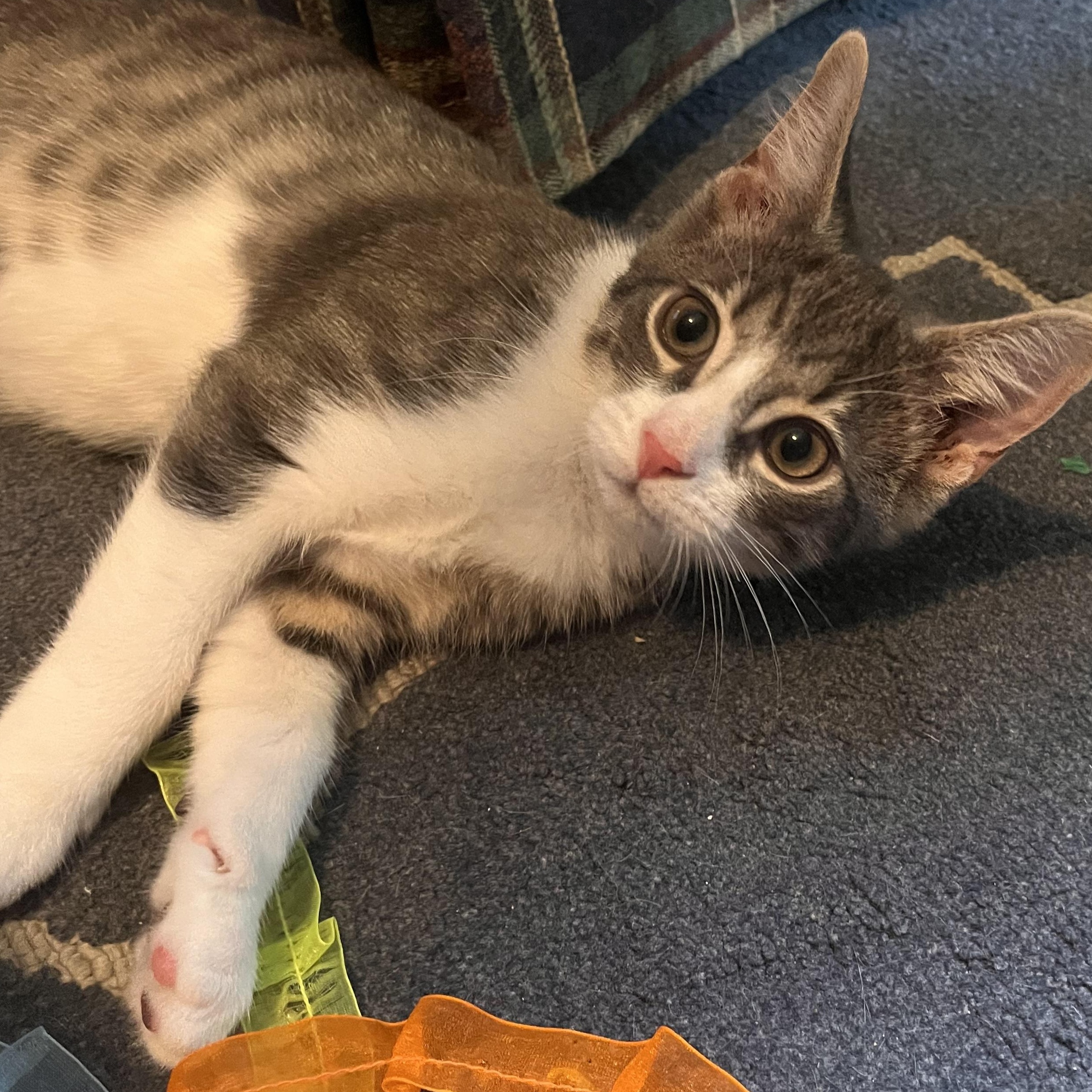 Enlarge Lil Gandalf, a Adoptable Domestic Short Hair in Austintown, OH image 2/3