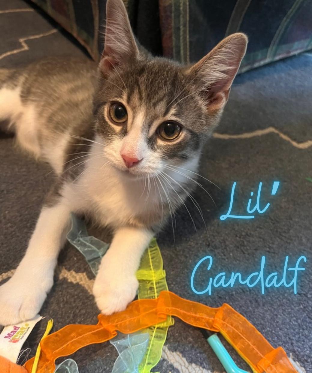 Enlarge Lil Gandalf, a Adoptable Domestic Short Hair in Austintown, OH image 3/3