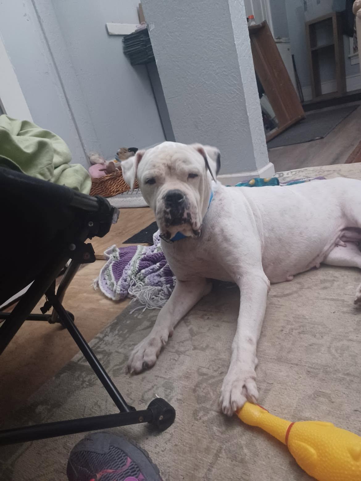 Enlarge Alaska, a Adoptable American Bulldog in Deltona, FL image 1/4