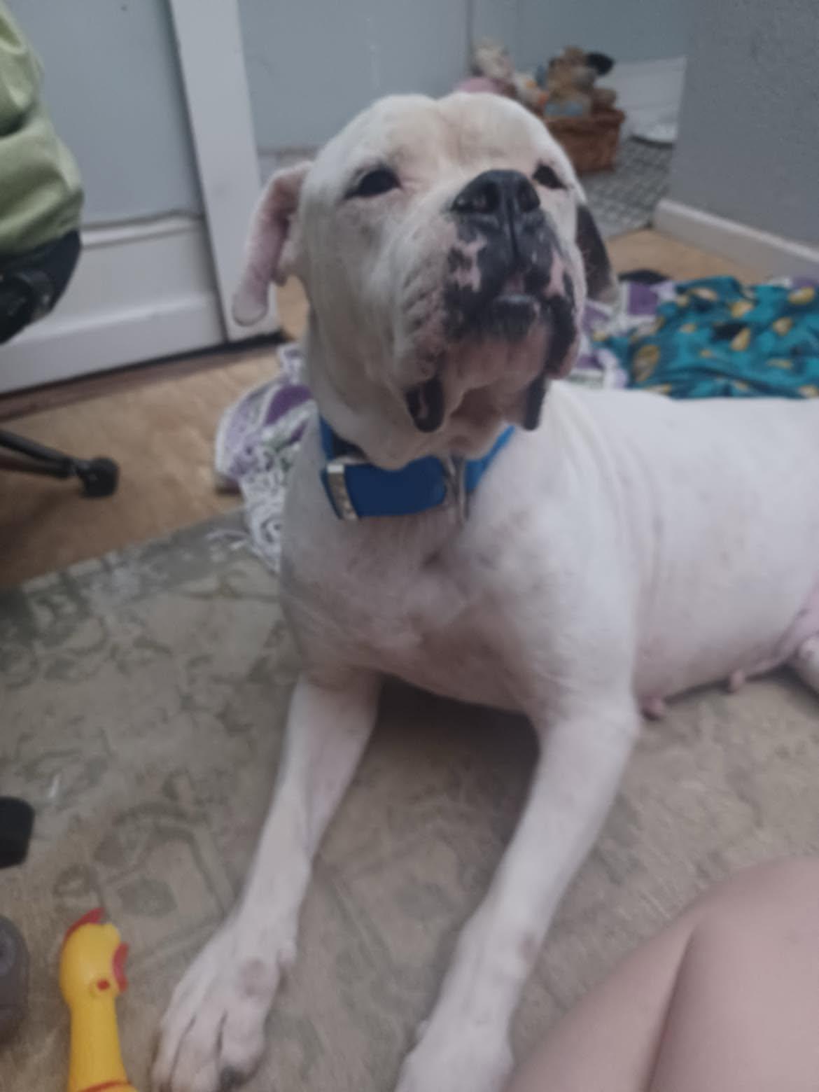 Enlarge Alaska, a Adoptable American Bulldog in Deltona, FL image 2/4