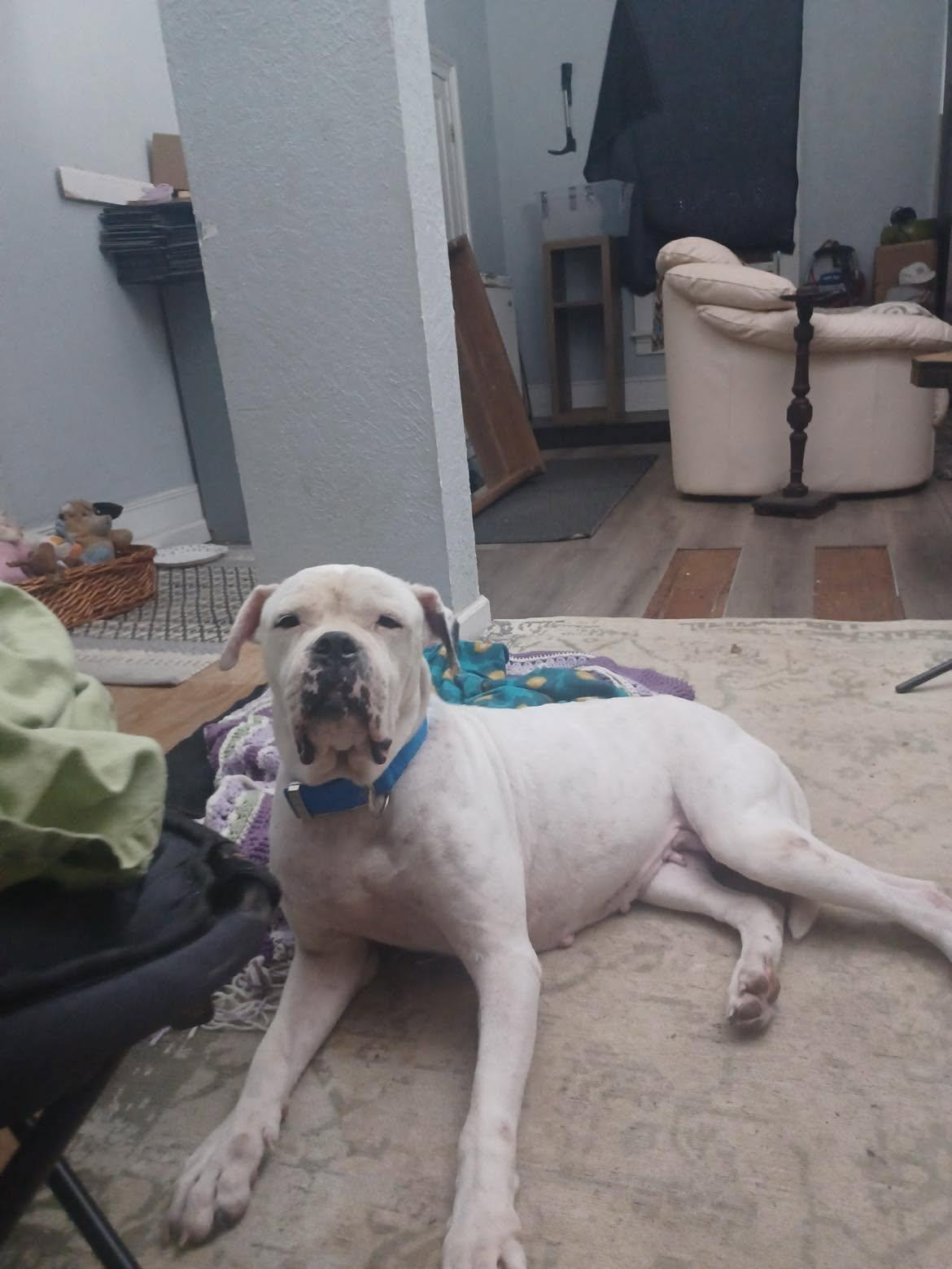 Enlarge Alaska, a Adoptable American Bulldog in Deltona, FL image 4/4