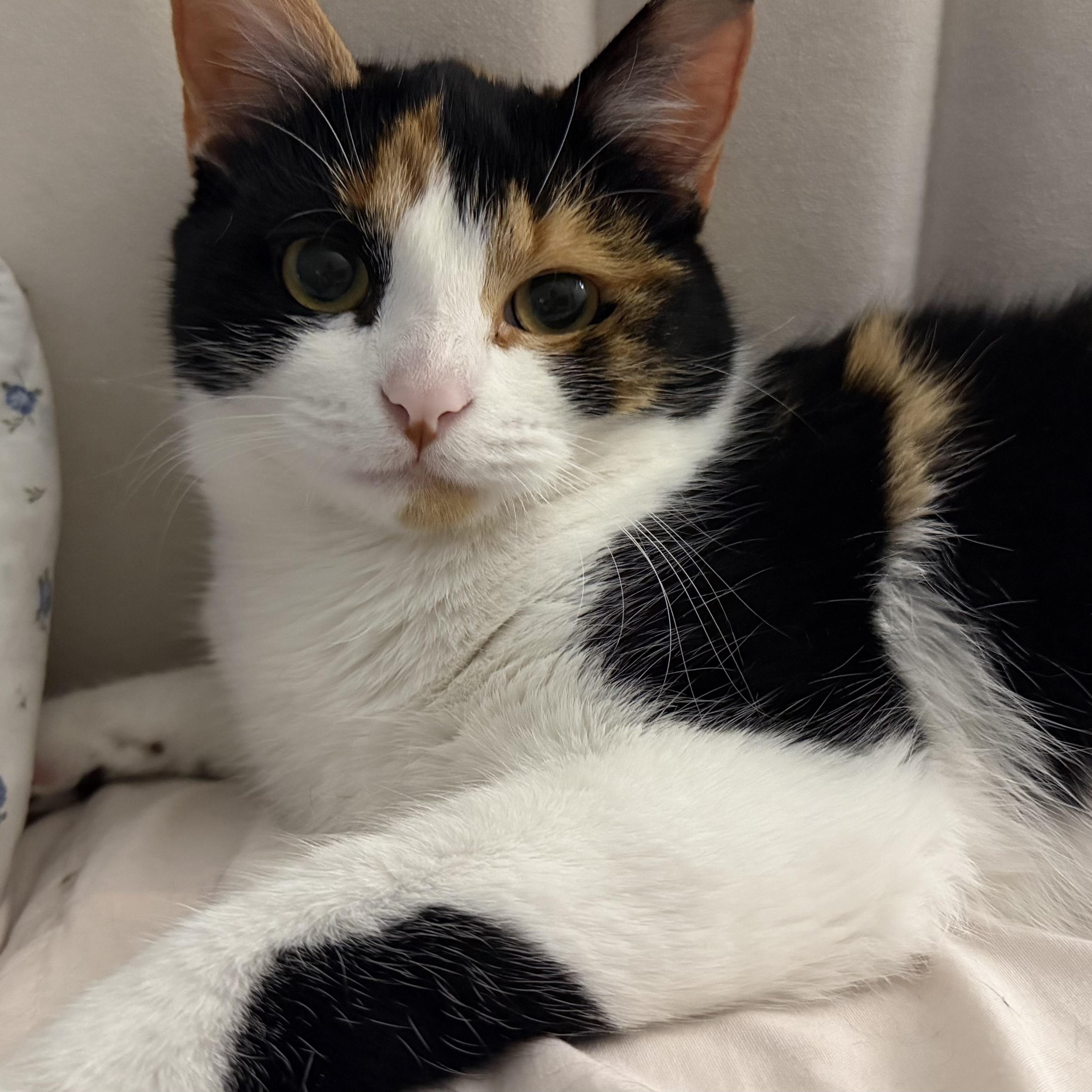 Enlarge Latasha, a Adoptable mixed breed in Hyattsville, MD image 1/4