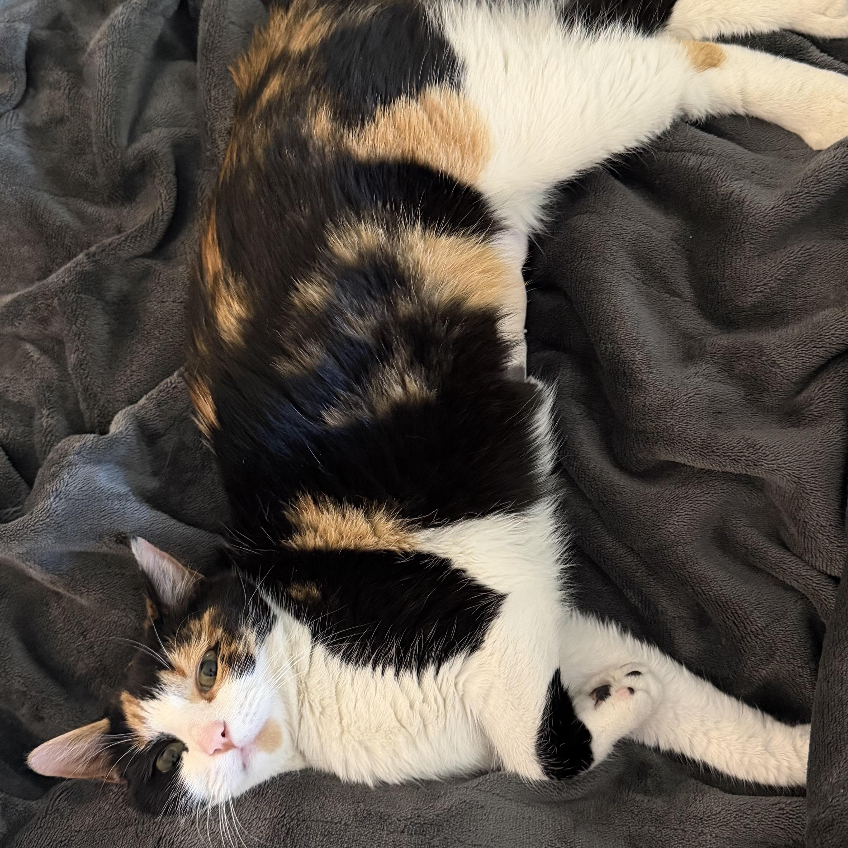 Enlarge Latasha, a Adoptable mixed breed in Hyattsville, MD image 4/4