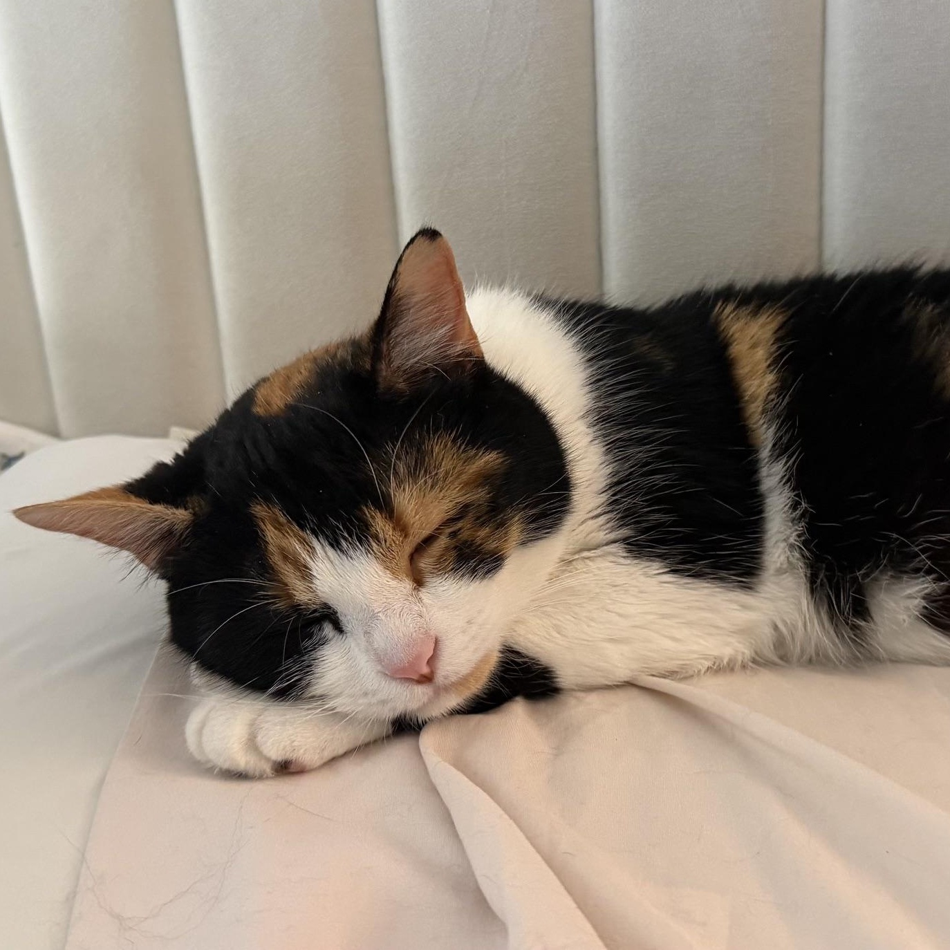 Enlarge Latasha, a Adoptable mixed breed in Hyattsville, MD image 2/4