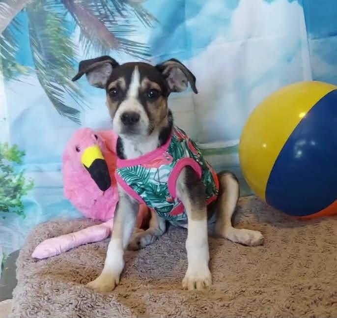 Bermuda, Baby Male Husky
