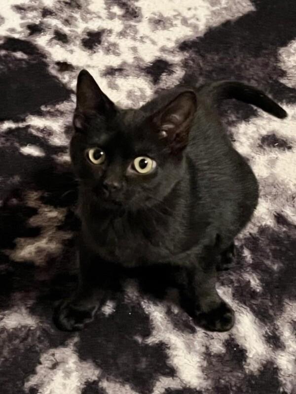 Enlarge Nelson, a Adoptable Domestic Short Hair in Georgetown, OH image 1/1