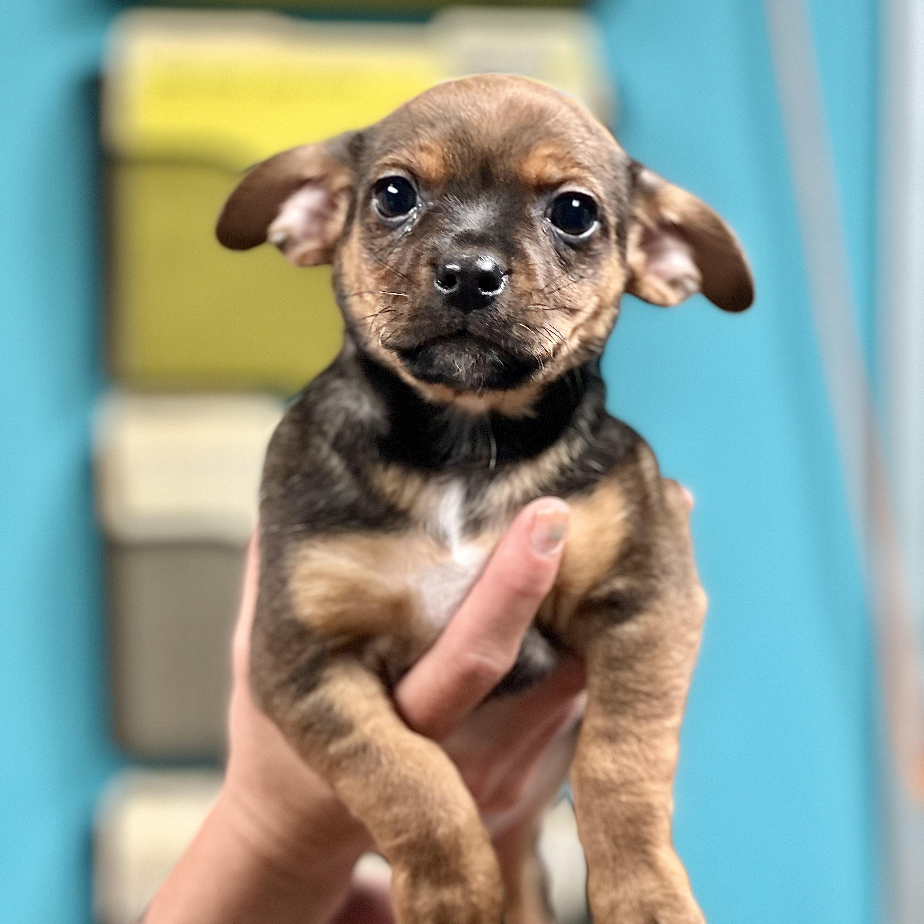 Enlarge COLBY - ARRIVING IN MAINE MAY 2ND, a ADOPTABLE Mixed Breed in Berwick, ME image 2/4