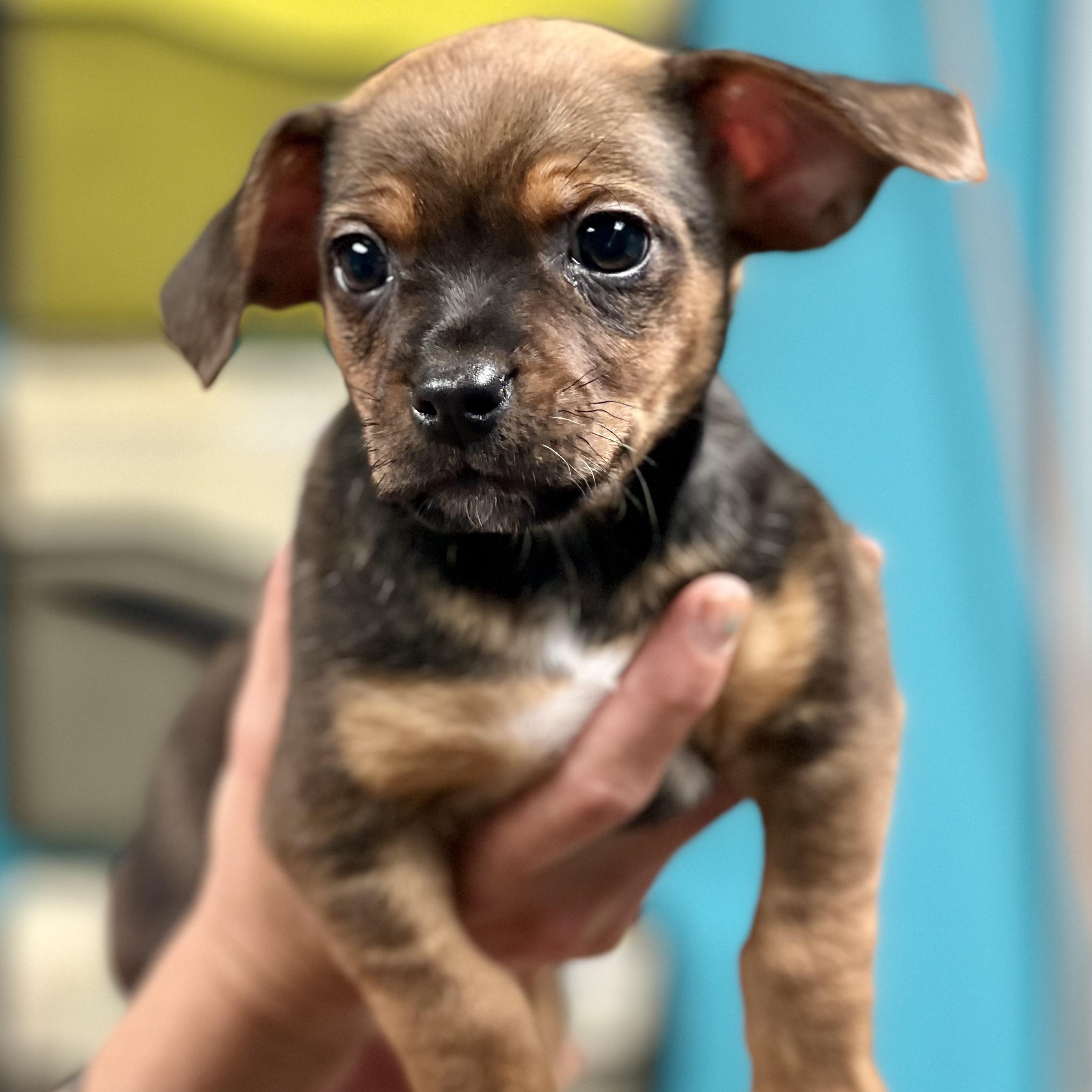 Enlarge COLBY - ARRIVING IN MAINE MAY 2ND, a ADOPTABLE Mixed Breed in Berwick, ME image 3/4