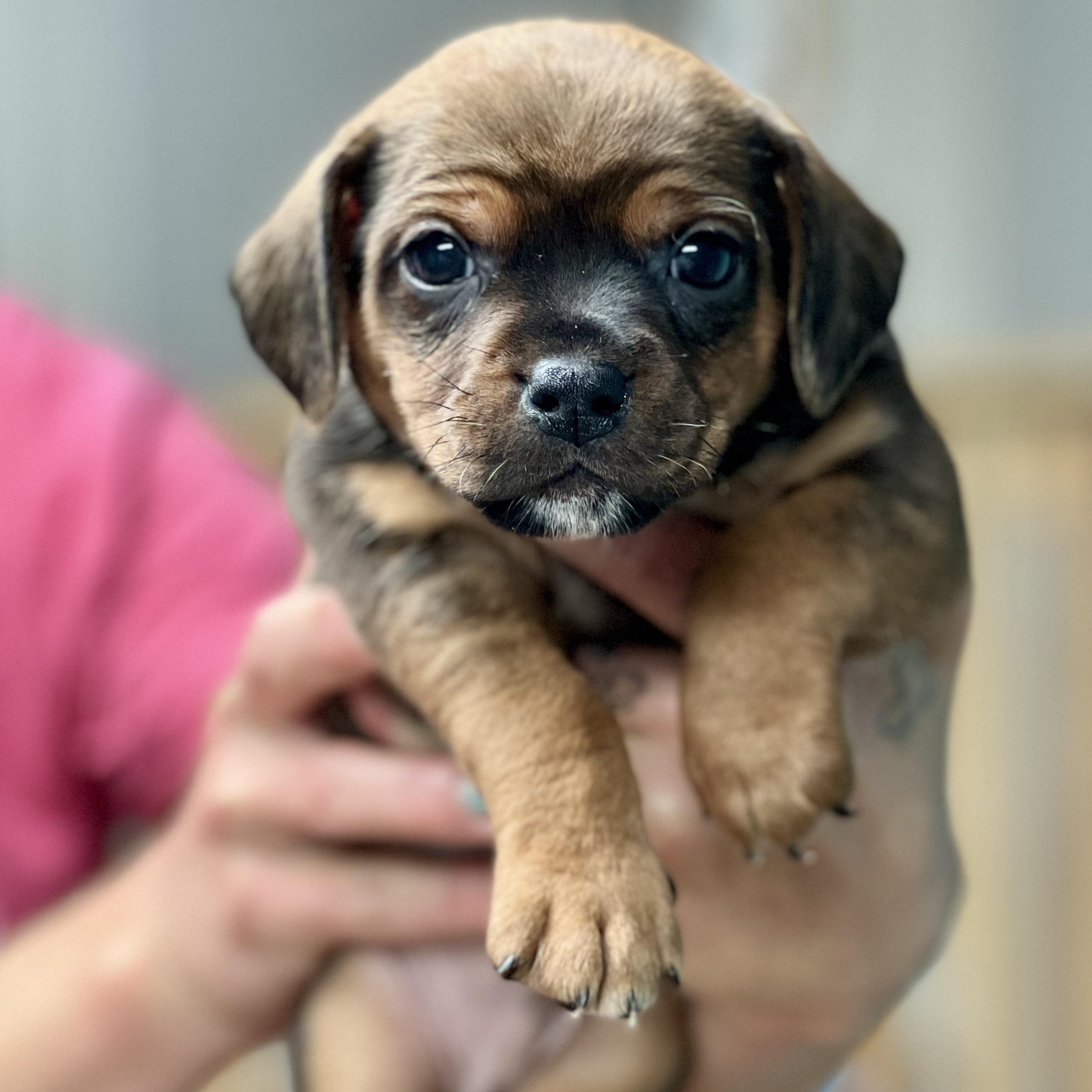 Enlarge COLBY - ARRIVING IN MAINE MAY 2ND, a ADOPTABLE Mixed Breed in Berwick, ME image 4/4