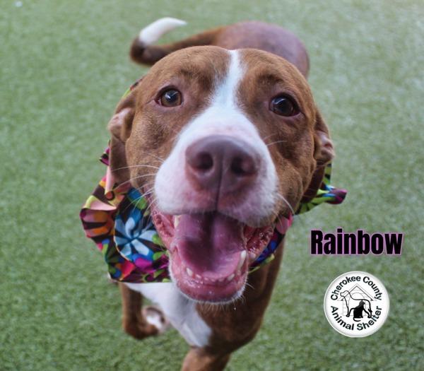 Rainbow, Adoptable, Adult Female American Staffordshire Terrier.