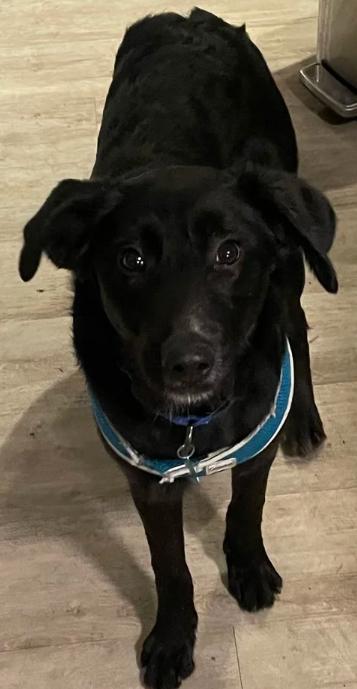 Layla, an adopted mixed breed in Davis, CA image 3/6