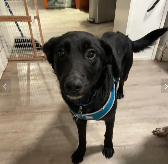 Layla, an adopted mixed breed in Davis, CA image 2/6