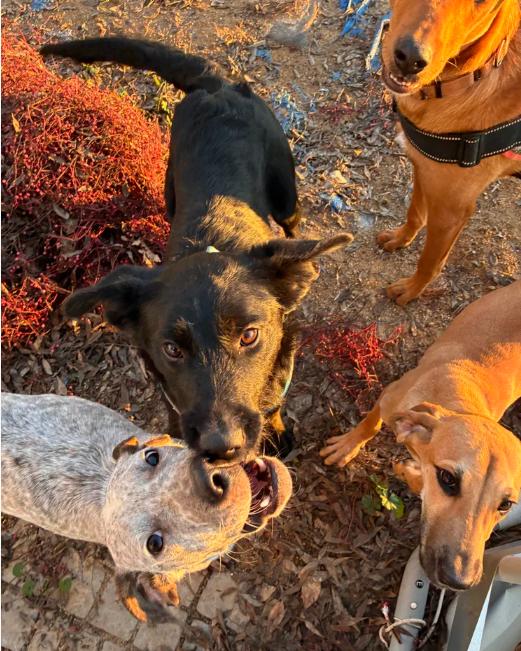 Layla, an adopted mixed breed in Davis, CA image 5/6