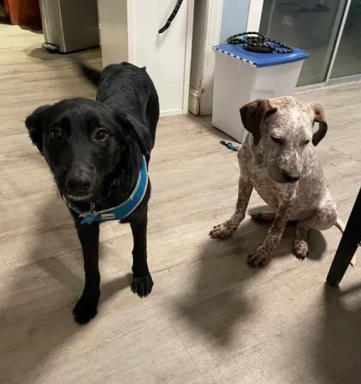 Layla, an adopted mixed breed in Davis, CA image 6/6