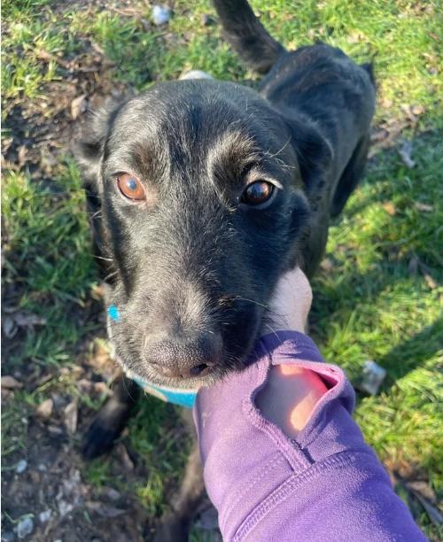 Layla, an adopted mixed breed in Davis, CA image 1/6