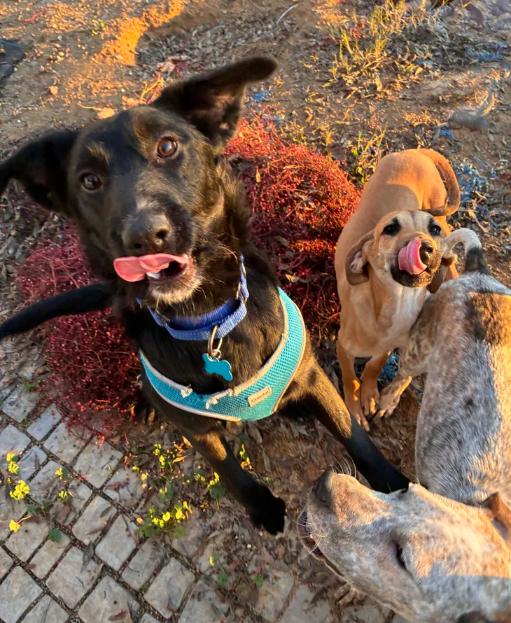 Layla, an adopted mixed breed in Davis, CA image 4/6