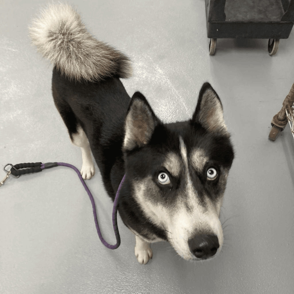 Speedy [Seeking Foster][URGENT], Adoptable, Adult Male Husky.