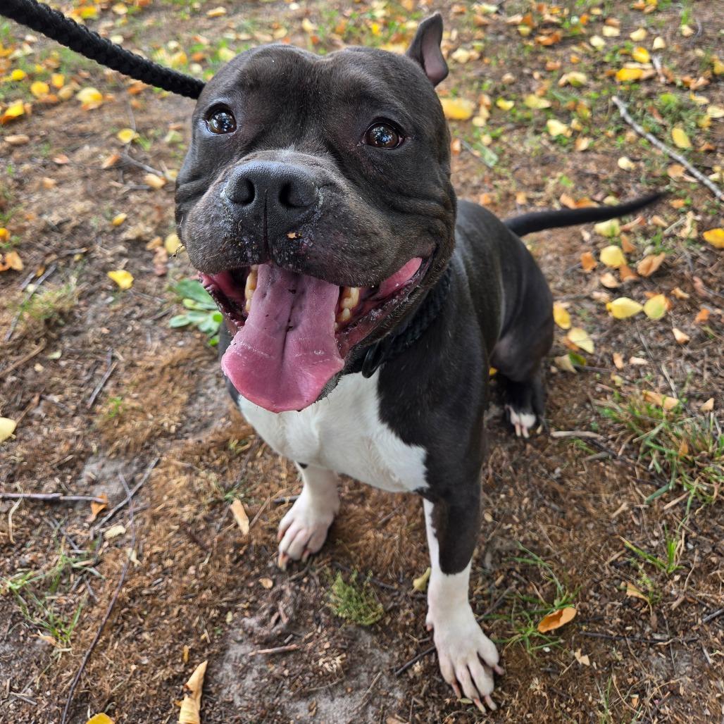 Enlarge Zeus Worthington, a Adoptable Mixed Breed in Windsor, VA image 1/2