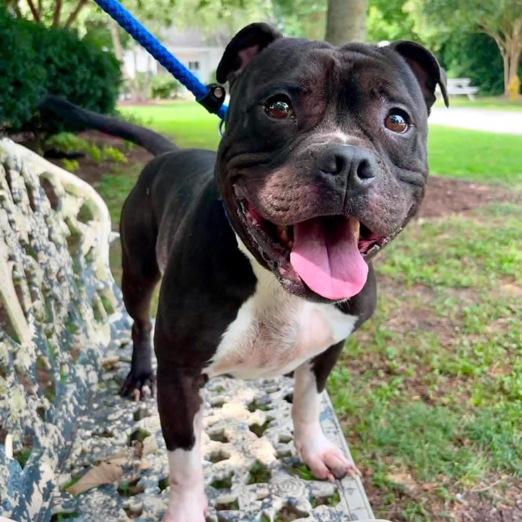 Enlarge Zeus Worthington, a Adoptable Mixed Breed in Windsor, VA image 2/2