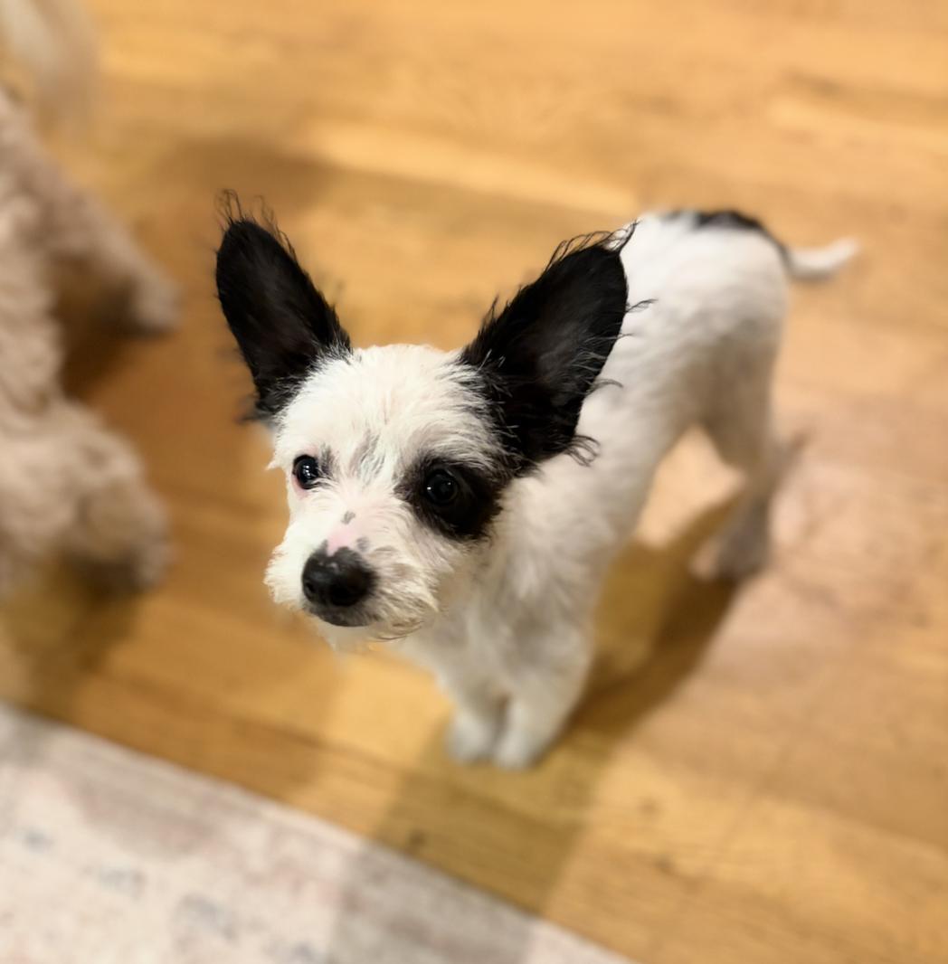 Pip, ADOPTABLE, Puppy Male Poodle (Toy) & Chihuahua.