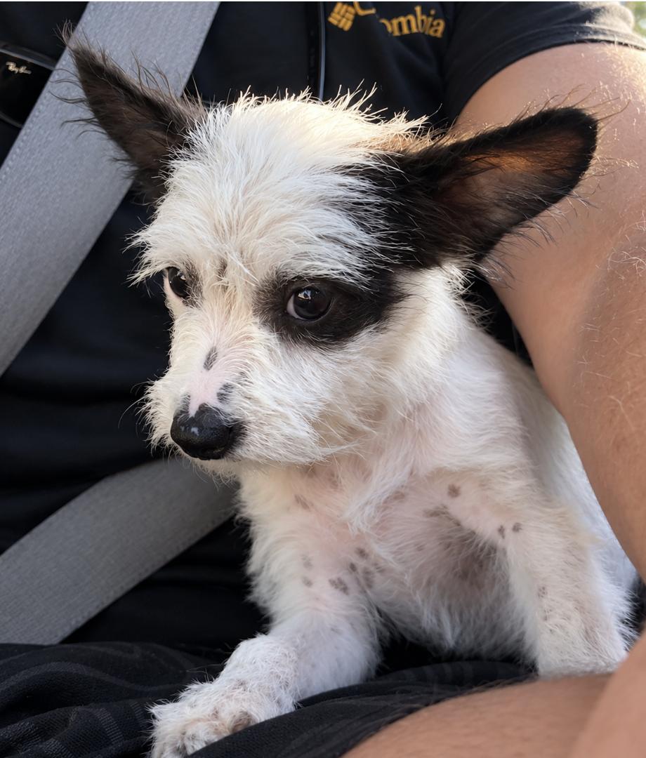 Enlarge Pip, a ADOPTABLE mixed breed in Puyallup, WA image 2/2