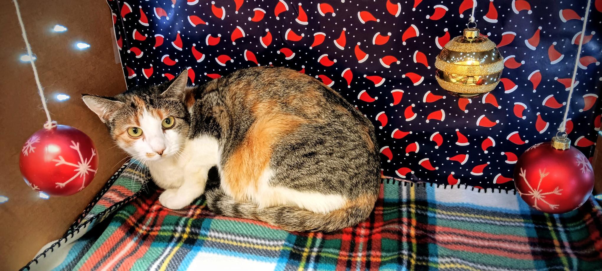 Buttercup, ADOPTABLE, Adult Female Domestic Short Hair.