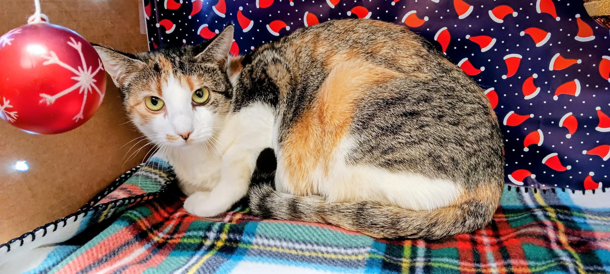 Buttercup, a ADOPTABLE Domestic Short Hair in Red Wing, MN image 2/3