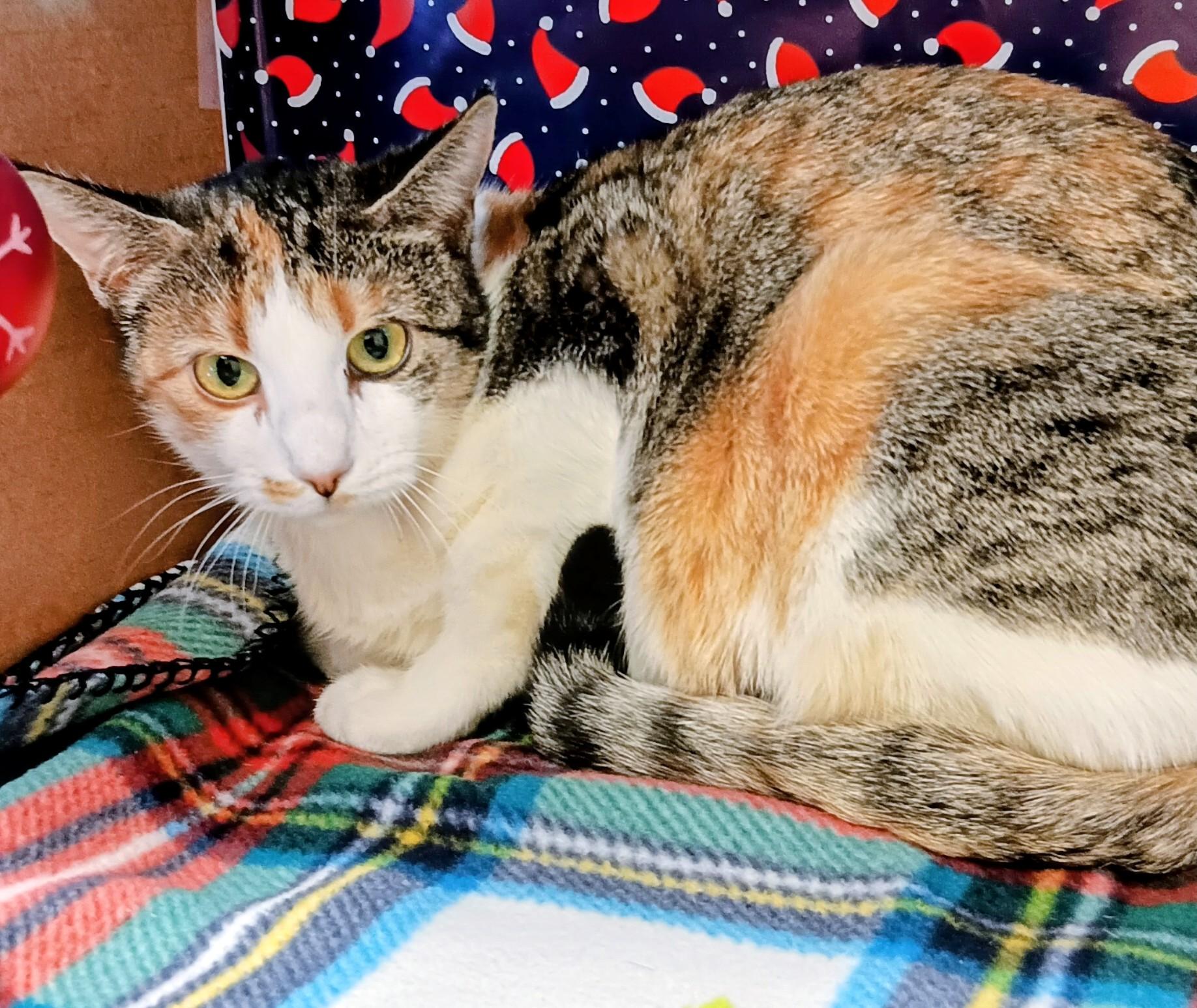 Buttercup, a ADOPTABLE Domestic Short Hair in Red Wing, MN image 3/3