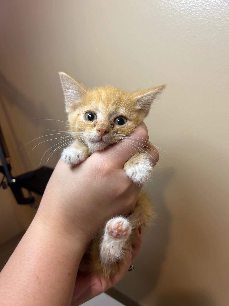 Biscuit, Adoptable, Young Female Domestic Short Hair.