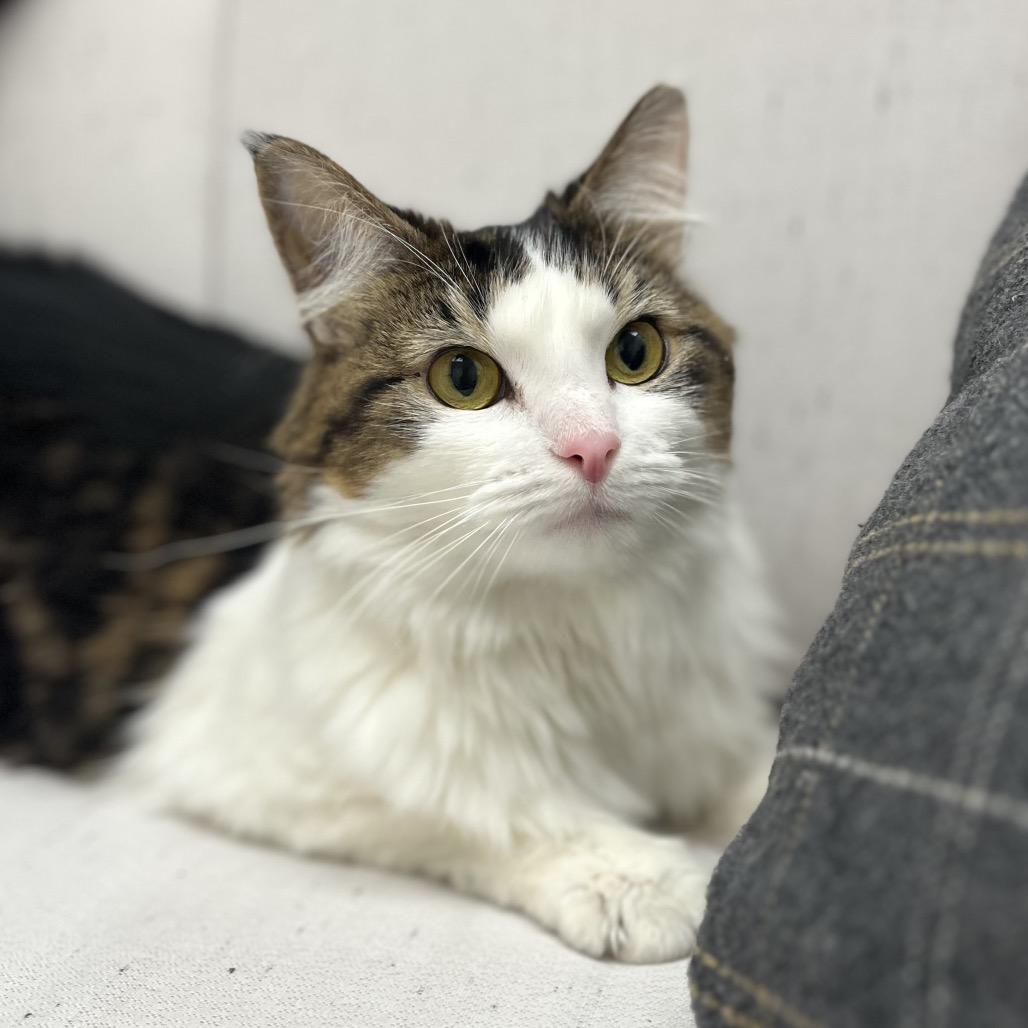 Kiki, a Adoptable Domestic Medium Hair in Chesapeake, VA image 1/6