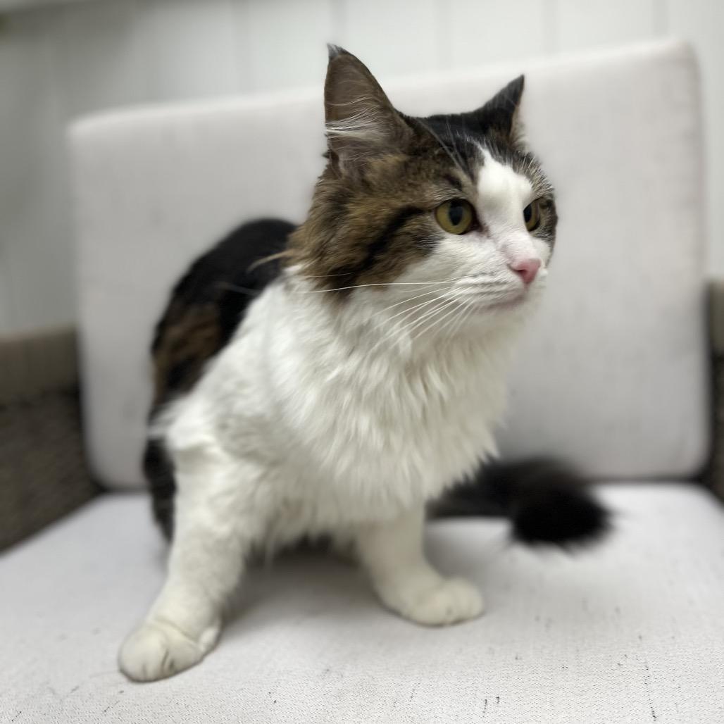 Kiki, a Adoptable Domestic Medium Hair in Chesapeake, VA image 2/6