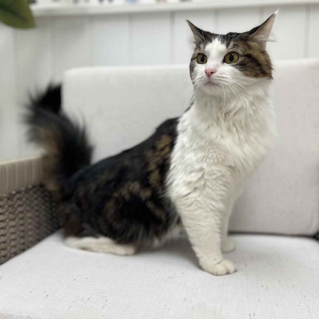 Kiki, a Adoptable Domestic Medium Hair in Chesapeake, VA image 3/6