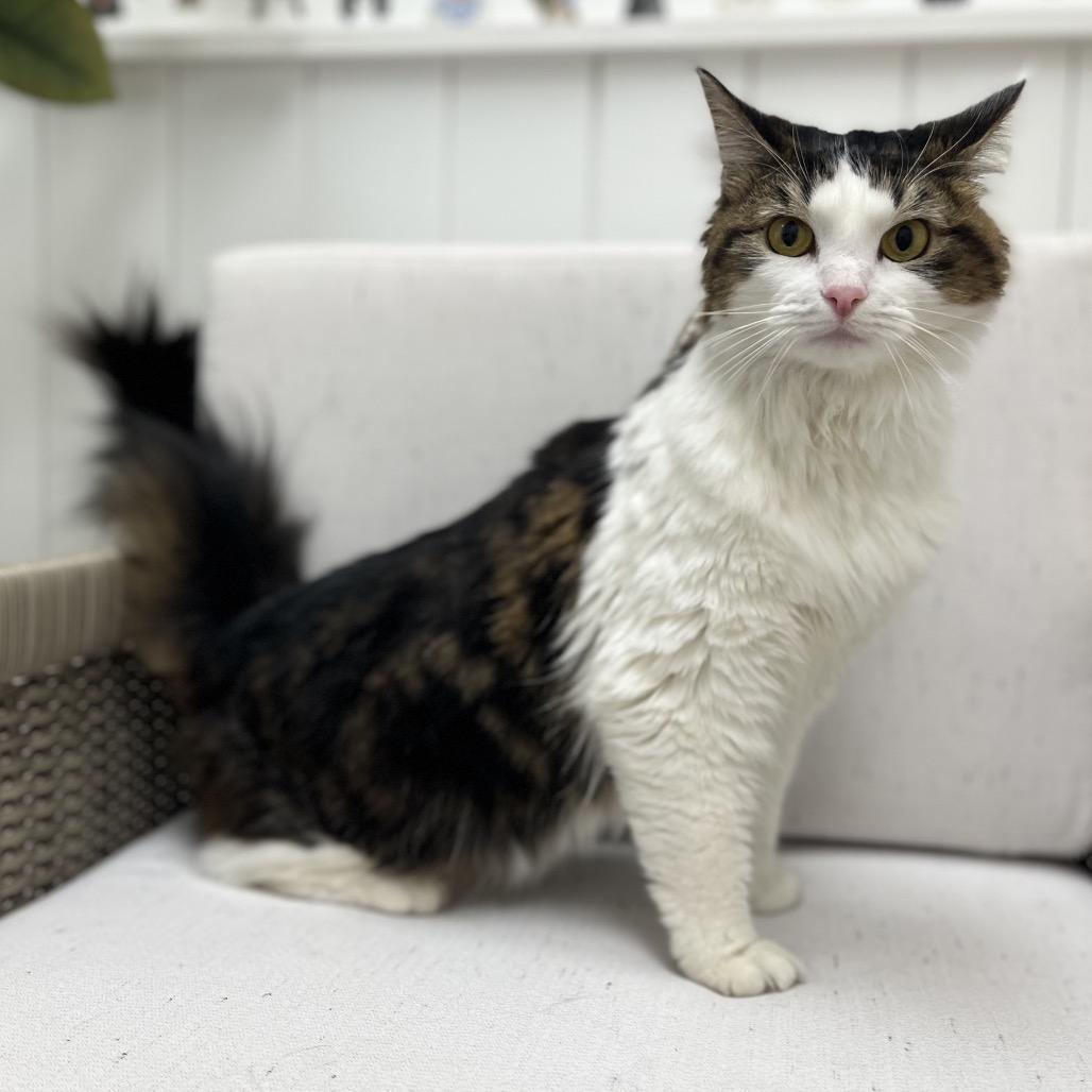 Kiki, a Adoptable Domestic Medium Hair in Chesapeake, VA image 4/6