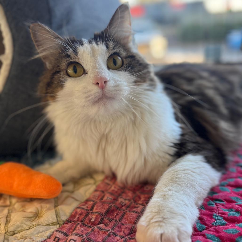 Kiki, a Adoptable Domestic Medium Hair in Chesapeake, VA image 6/6