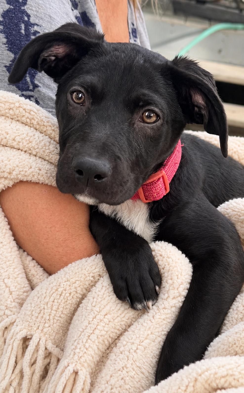 Enlarge Astrid, a Adopted Labrador Retriever in Evergreen, CO image 2/3