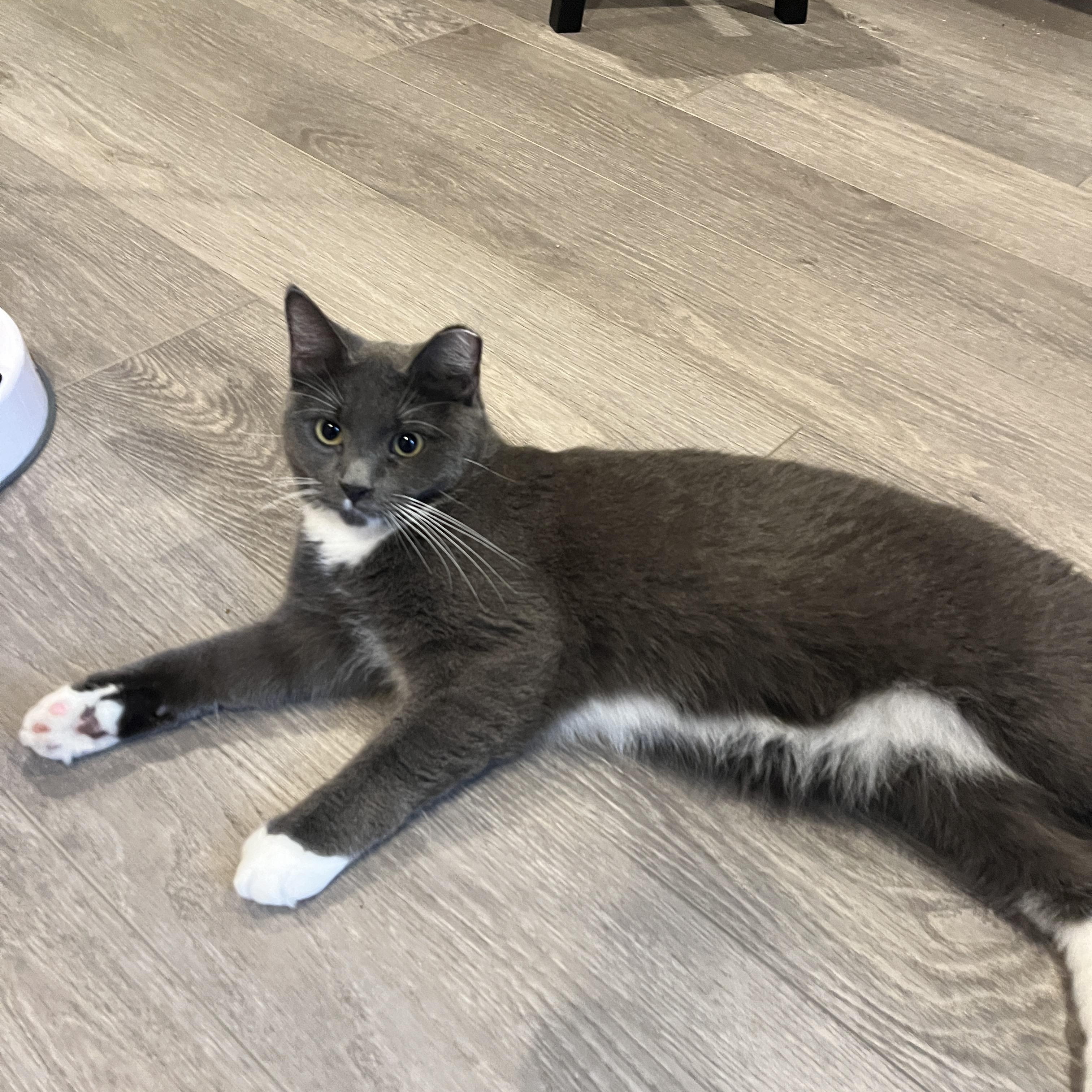 Enlarge Austin, a Adoptable Domestic Medium Hair in Manorville, NY image 3/5