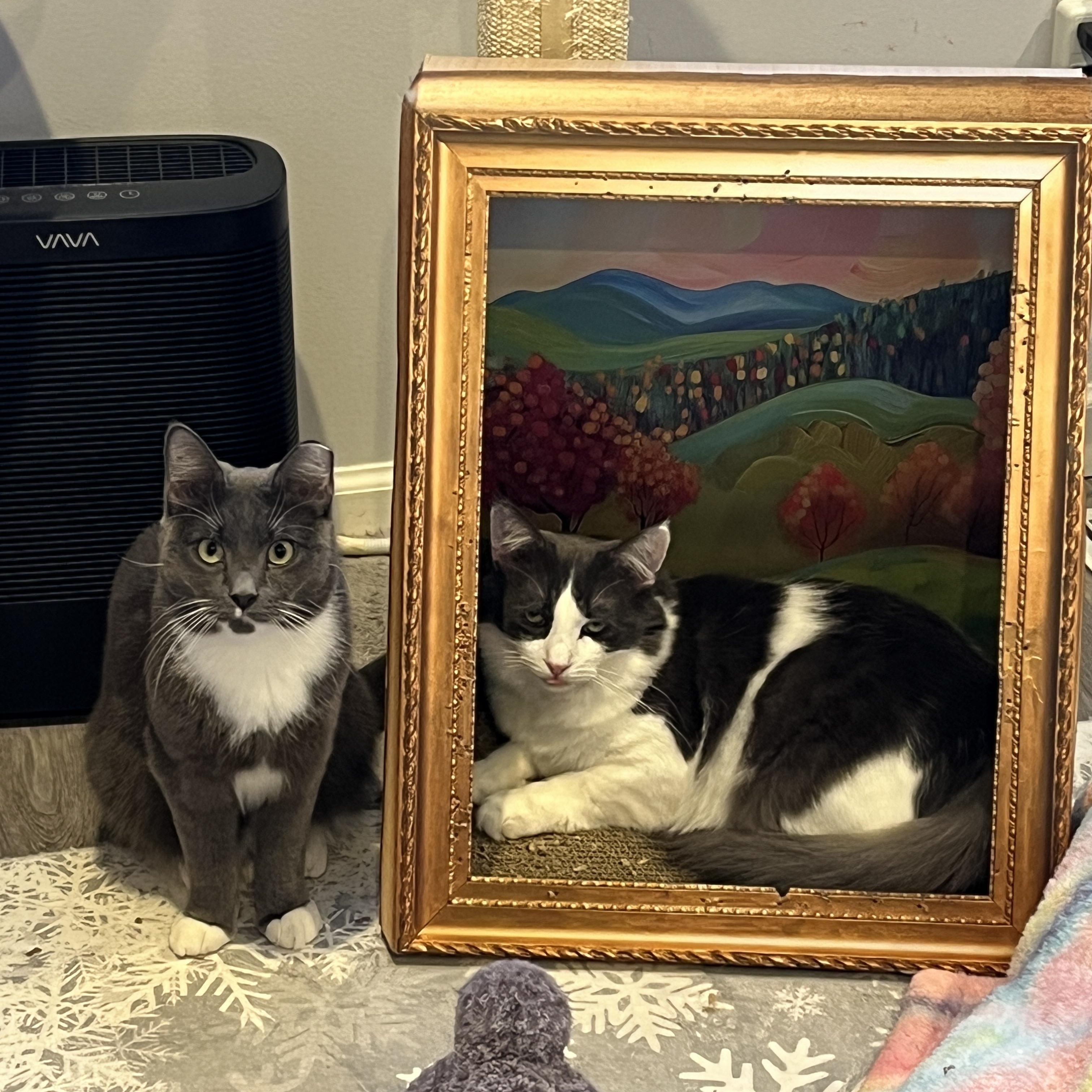 Enlarge Austin, a Adoptable Domestic Medium Hair in Manorville, NY image 4/5