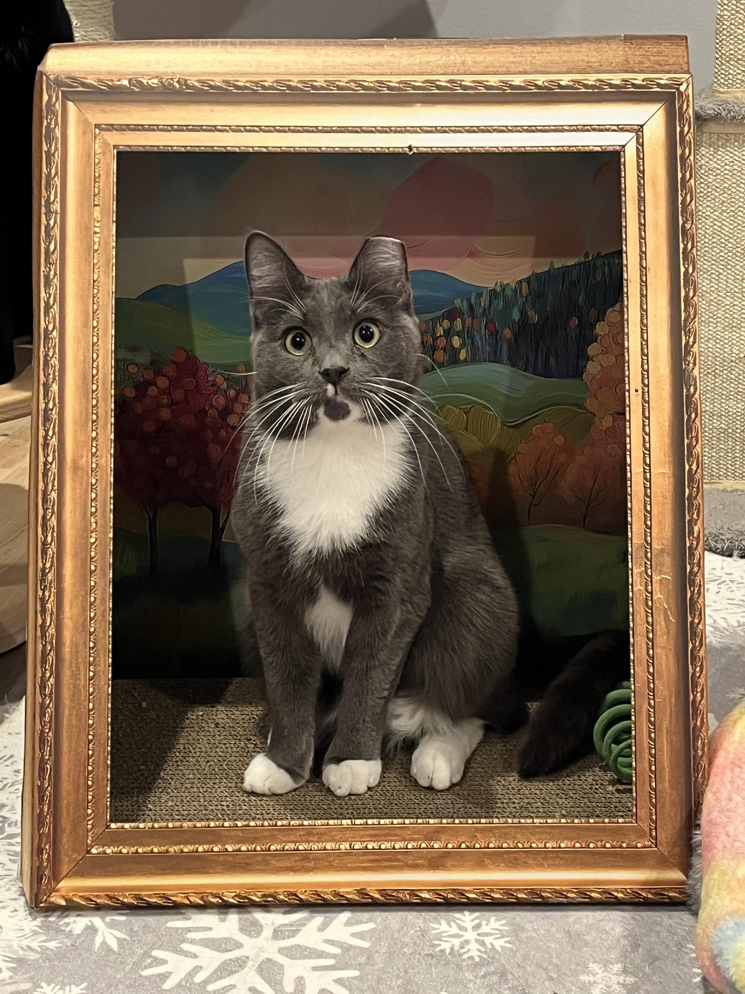 Enlarge Austin, a Adoptable Domestic Medium Hair in Manorville, NY image 2/5